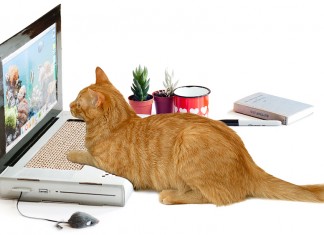 Cat Scratch Laptop