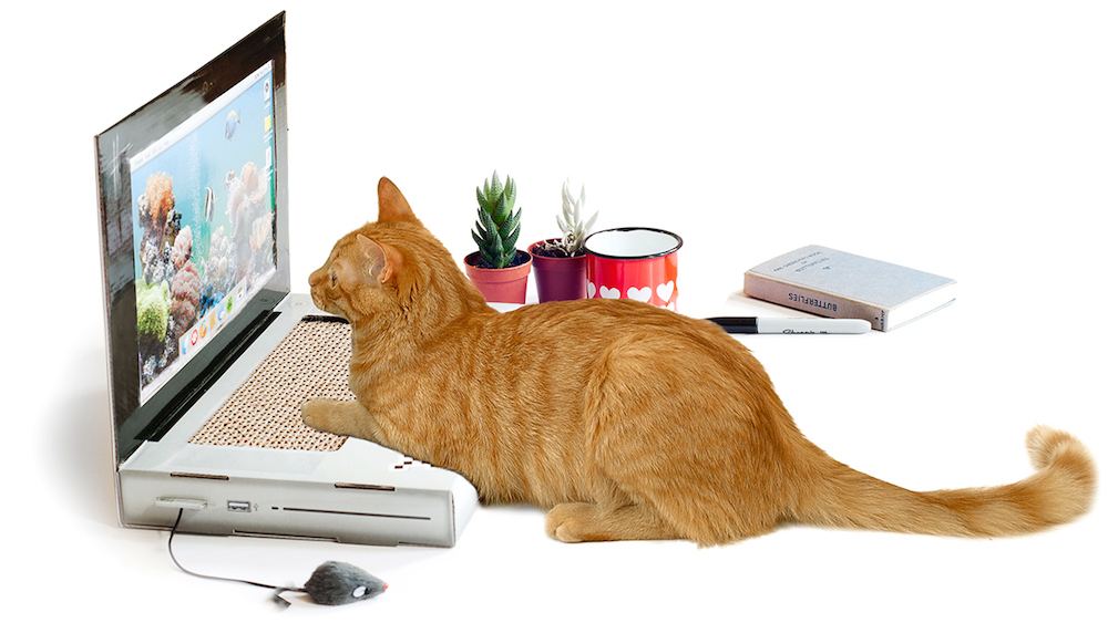 Cat Scratch Laptop Cat Scratch Laptop