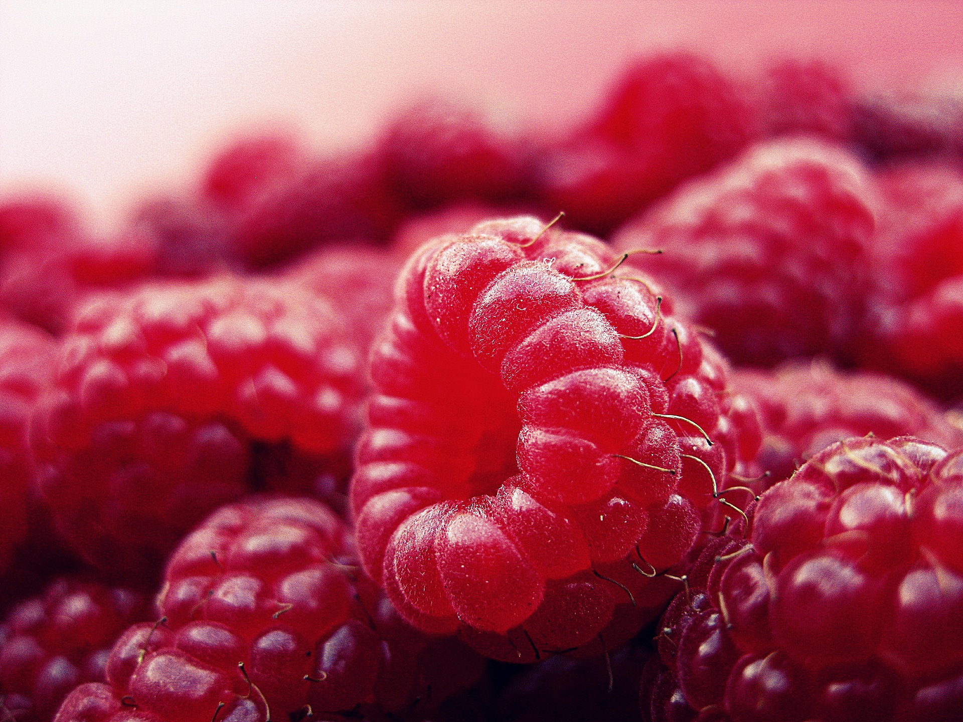 raspberry-427390_1920