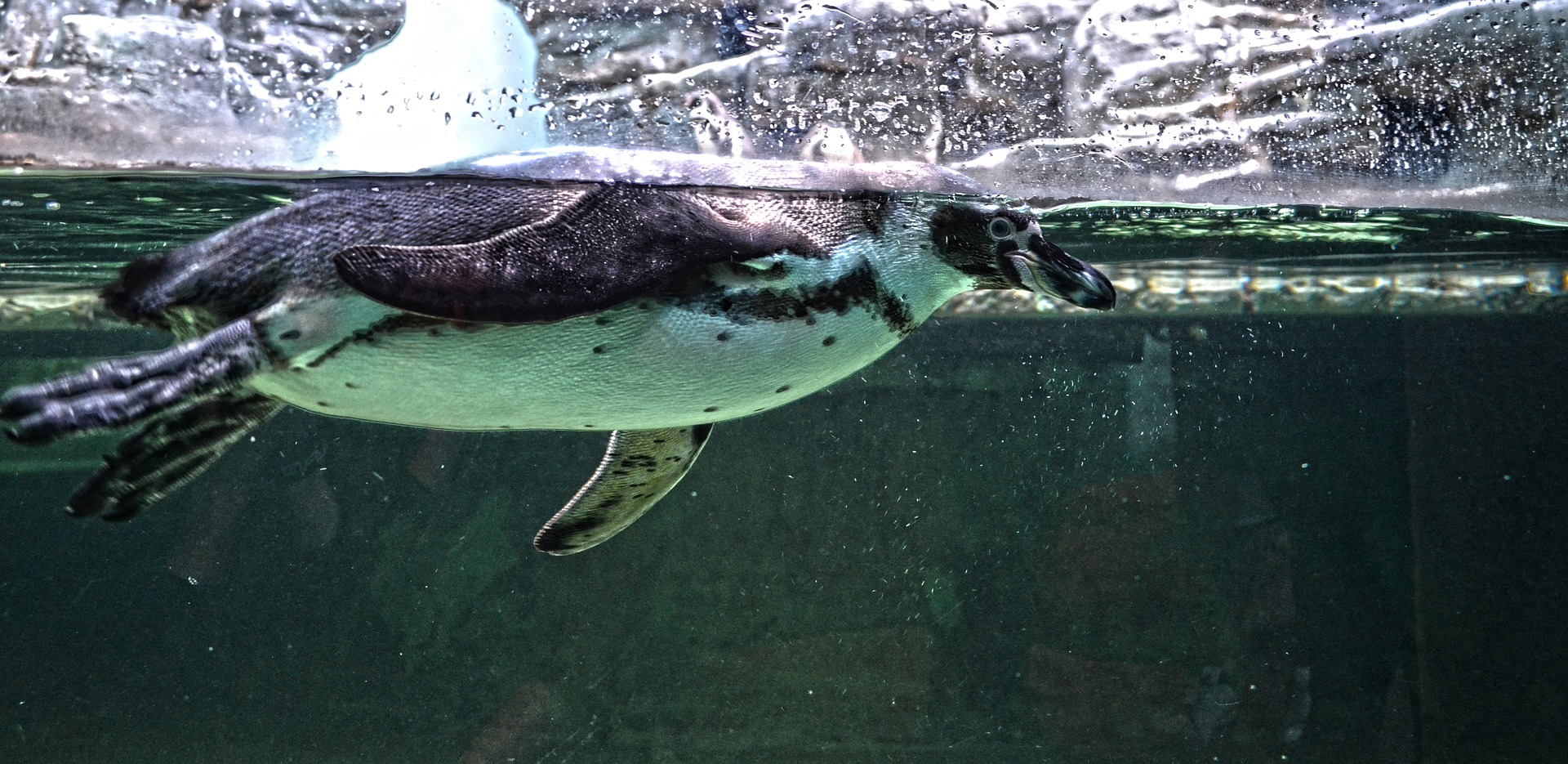 penguin-816824_1920 penguin-816824_1920
