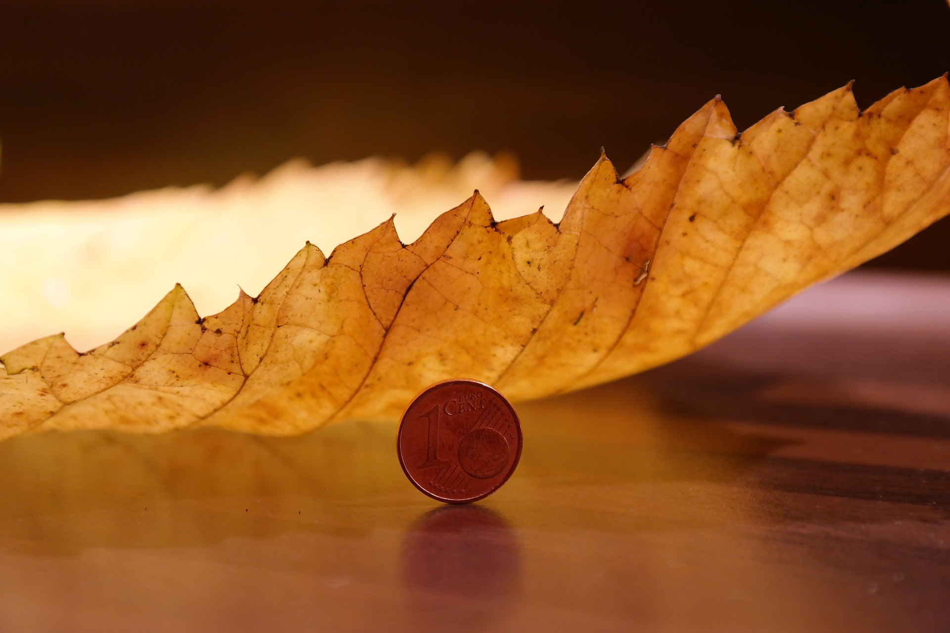 elm-leaf-231857_1920 elm-leaf-231857_1920