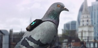 pigeons de Londres