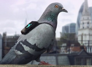 pigeons de Londres