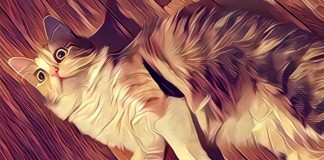 Prisma