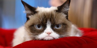 grumpy cat