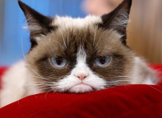 grumpy cat