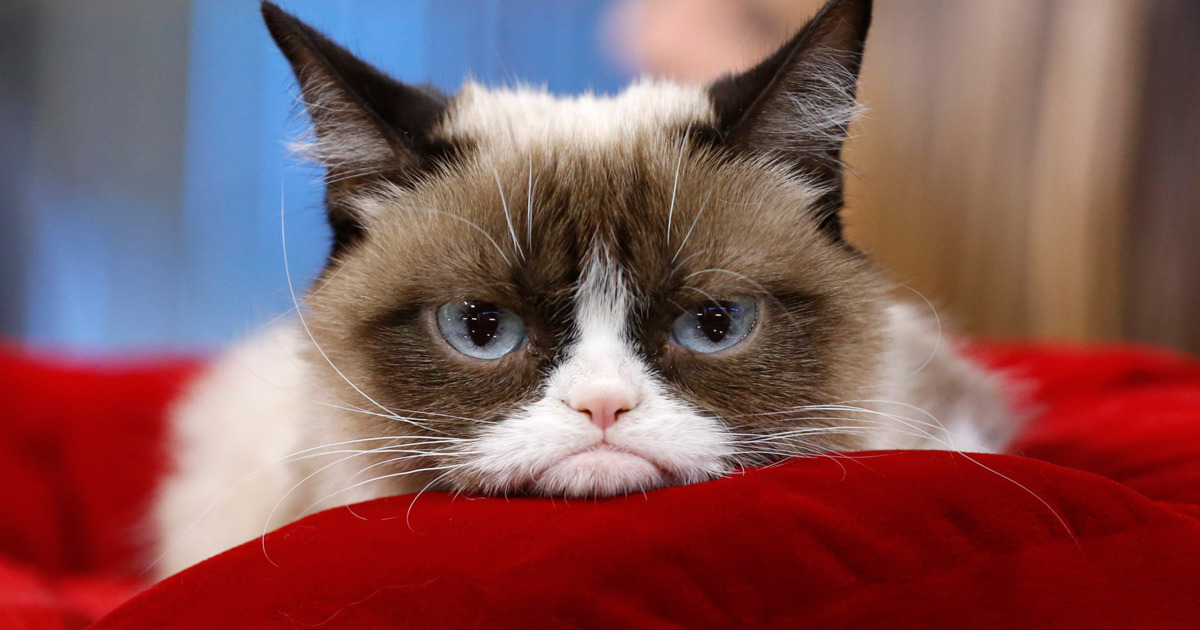 grumpy cat