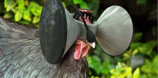 Poulets casque de réalité virtuelle