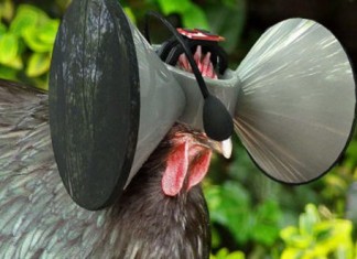 Poulets casque de réalité virtuelle