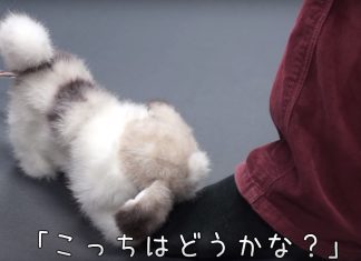 Chien robot Hana-chan