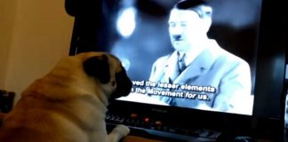 YouTube : un Écossais condamné pour avoir appris le salut nazi à son chien