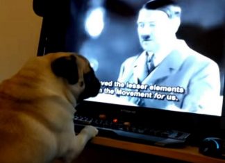YouTube : un Écossais condamné pour avoir appris le salut nazi à son chien