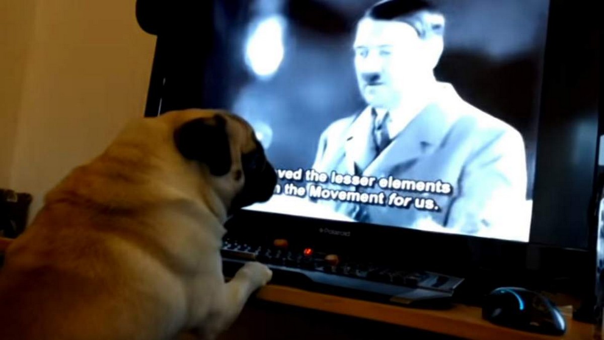 Un YouTubeur écossais condamné pour avoir appris le salut nazi à son chien