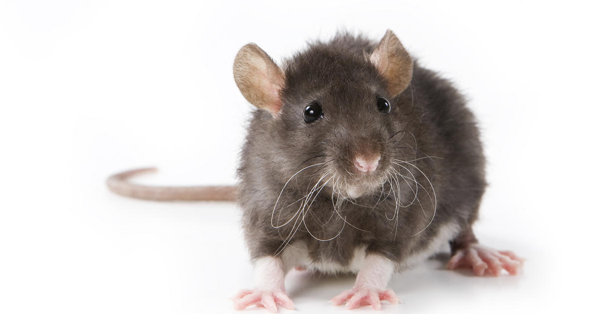 Un rat Science : quand un homme dirige un rat en implantant une électrode dans son cerveau